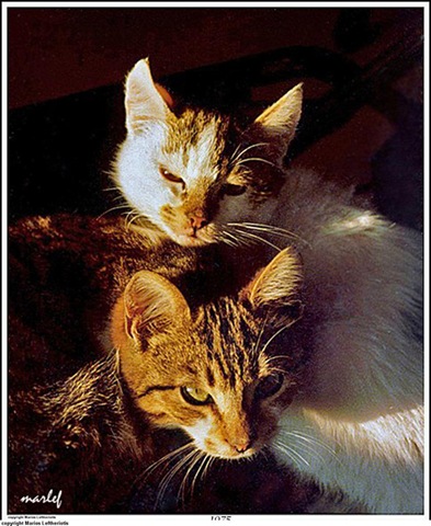 [259Twocats2.jpg]