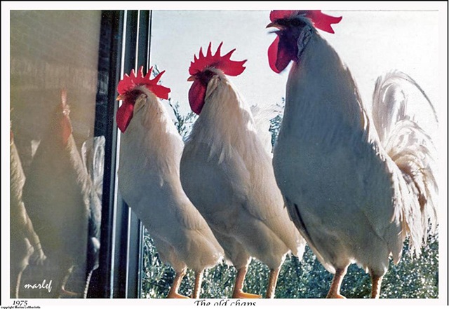 [454Allthechicken2.jpg]