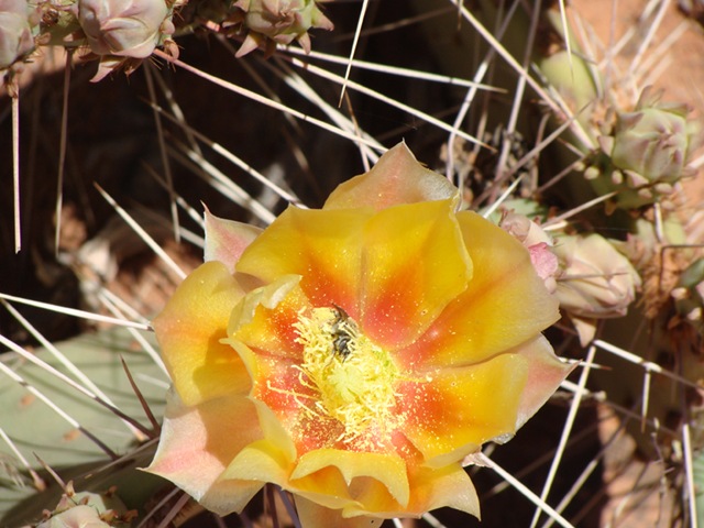 [yellowflower[3].jpg]