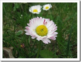 IMG_0603 IMG_0603
