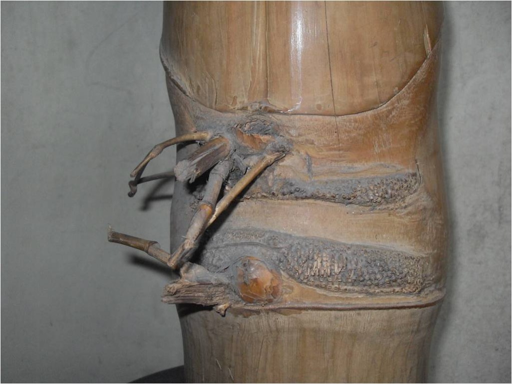[Bambu antik tunas temu - tunas1[8].jpg]