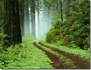 A forest path in Redwoods State Park, California.