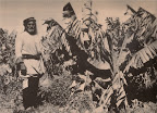 Thumbnail image for The Real Bloomers of Palestine