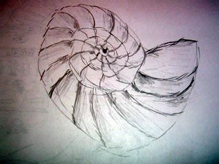 Drawing of a Nautilus Shell