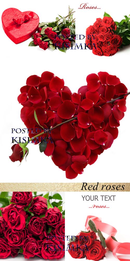 Stock Photo: Red roses Stock Photo: Red roses