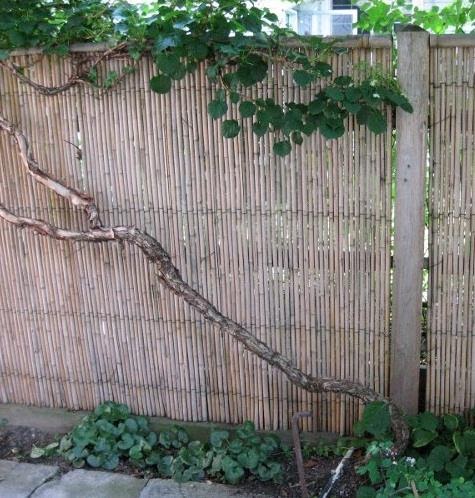 Bamboo Flexible Room Divider Uk Bamboo Flexible Room Divider Uk
