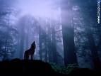 location de jouet loup