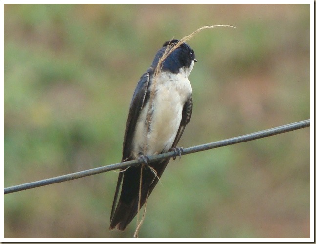 andorinha-pequena-de-casa andorinha-pequena-de-casa