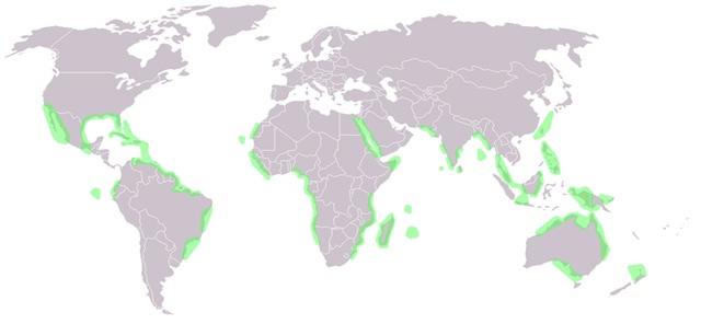 [800px-World_map_mangrove_distribution[3].jpg]