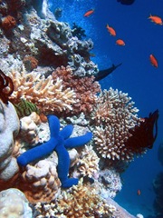 Biodiversidade sobre coral