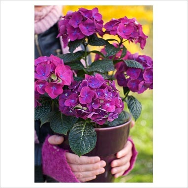[ortensia viola[3].jpg]