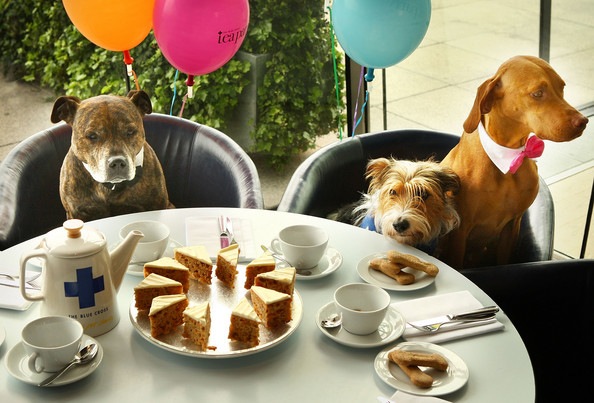 [Dogs+Attend+Britain+Biggest+Tea+Party+Blue+nAm09454VEMl[3].jpg]