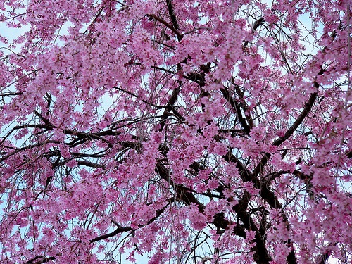 [cherry tree albero ciliegio[13].jpg]