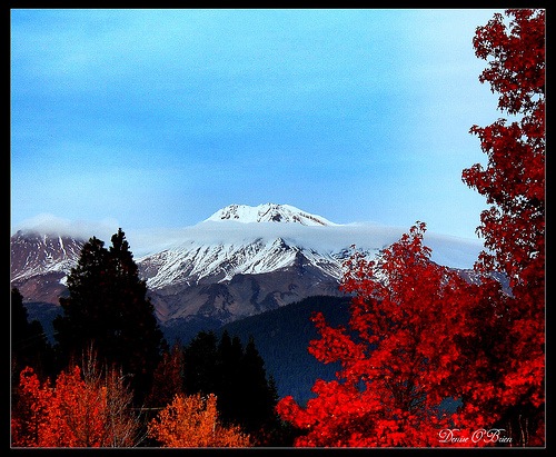 [paesaggio foglie rosse[5].jpg]