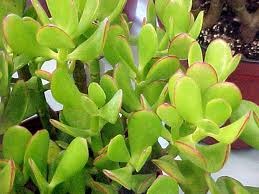 [jade plant 5[3].jpg]