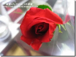 IMG_4893-v IMG_4893-v