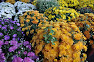 Thumbnail image for Farm Loot~Baltimore Farmer’s Market 8.30.2009