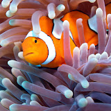 Watersports Guru Discover Scuba Diving