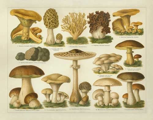 [mushroom-plate1[2].jpg]