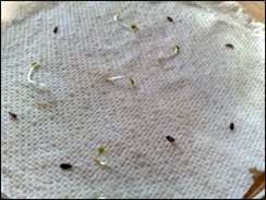 Figure 12 - CDS Seed Germination Test