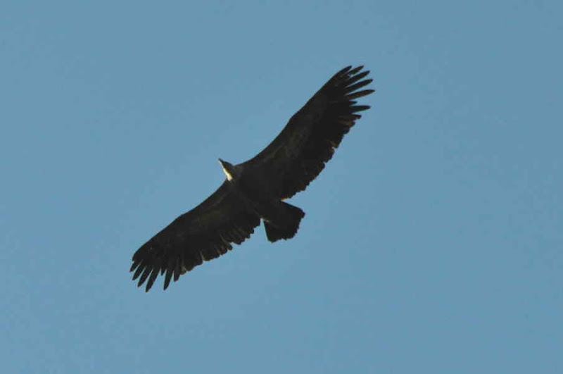 DSC_0165.jpg