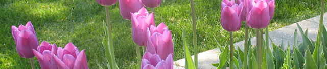 [tulip banner 2[4].png]