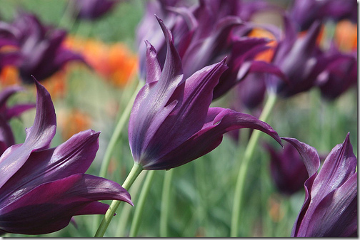 tulips purple flickr