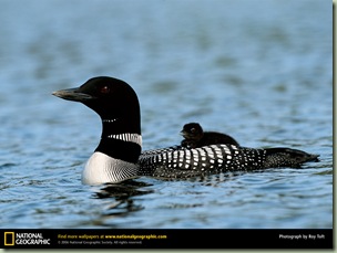 common-loon national geographic