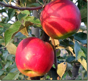 mcintosh wills orchards