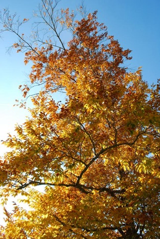 [yellow tree[3].jpg]