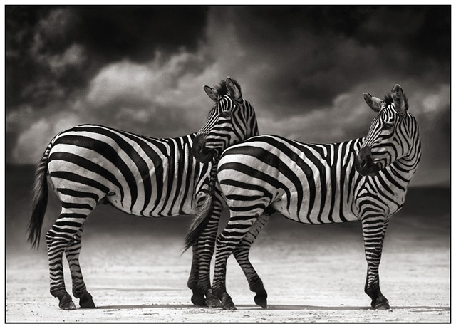 [3 Zebras Turning Heads[3].jpg]