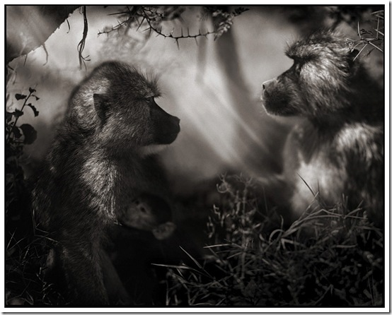 7 Baboons in Profile