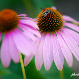 600 flower2.jpg