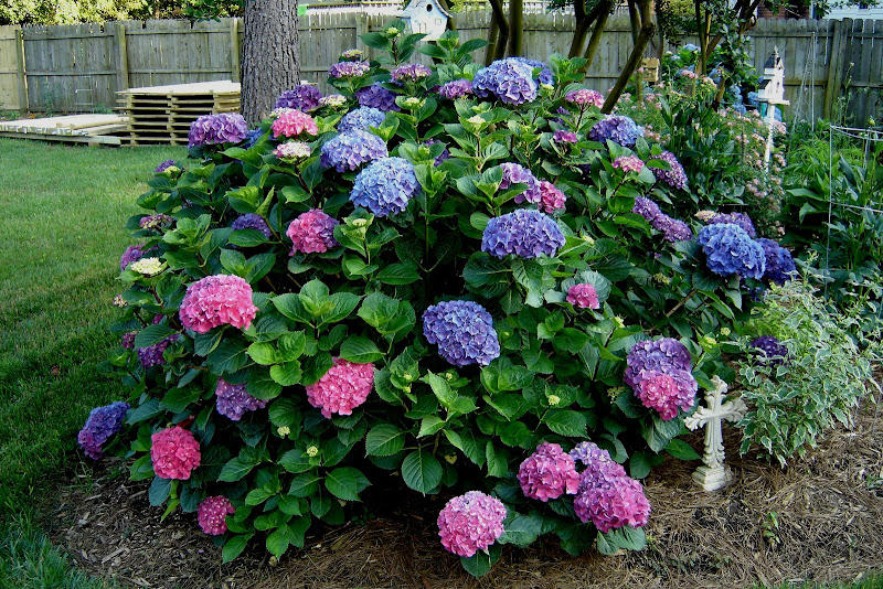 Hydrangea of many colors