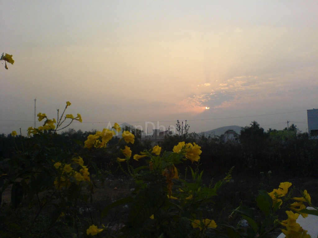[Yellow sun[2].jpg]