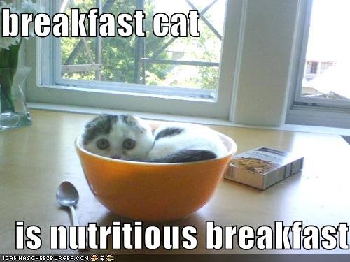 [breakfastcat.bmp]