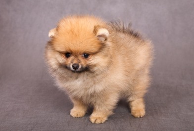 [pomeranian[5].jpg]