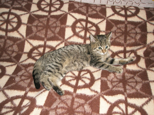 Качена снимка