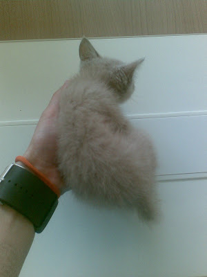 Качена снимка