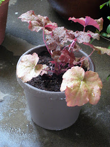 Heuchera “Creme Brulee”