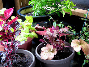 Patio plants