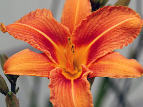 Daylily in closeup