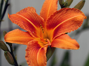 Daylily in closeup