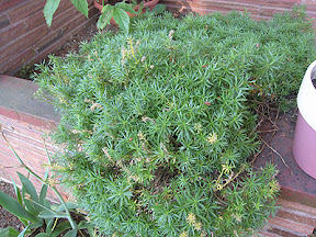 Shrub (some kind of yew?)