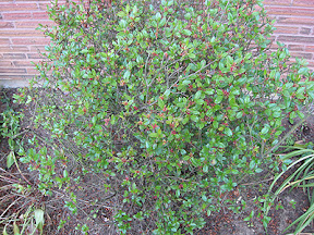 A bush