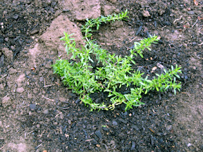 Winter savory