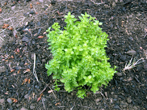 Marjoram