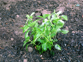 Lemon balm