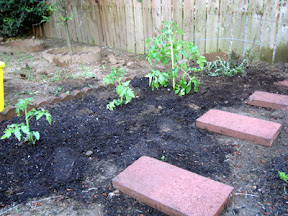 Fruit and veggie garden (a small portion of that plot)