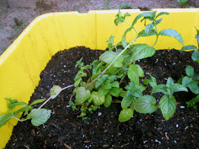 Spearmint